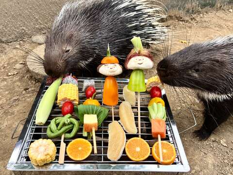 節慶氣息融入日常照護：壽山動物園以「中秋」主題豐富動物生活體驗