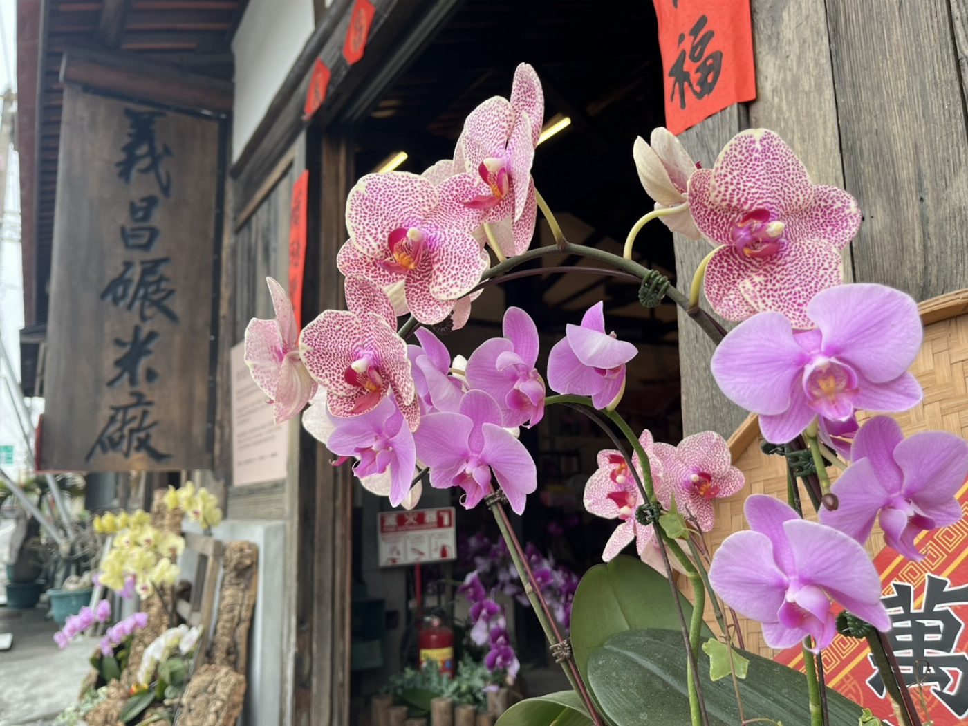國際蘭展3月在臺南 蘭花、米香、花海在後壁