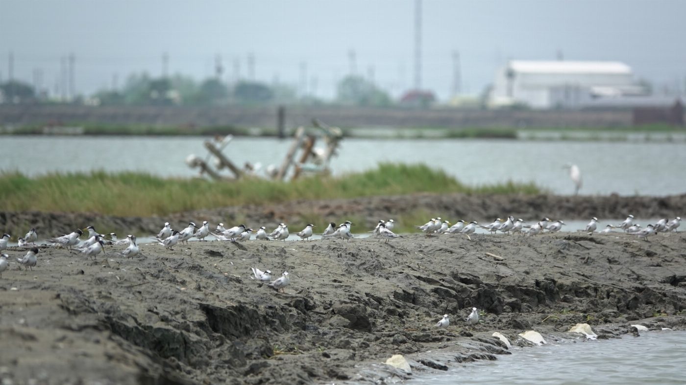 嘉南海岸廢曬鹽田力抗凱米 公私協力創造候鳥多功能棲地