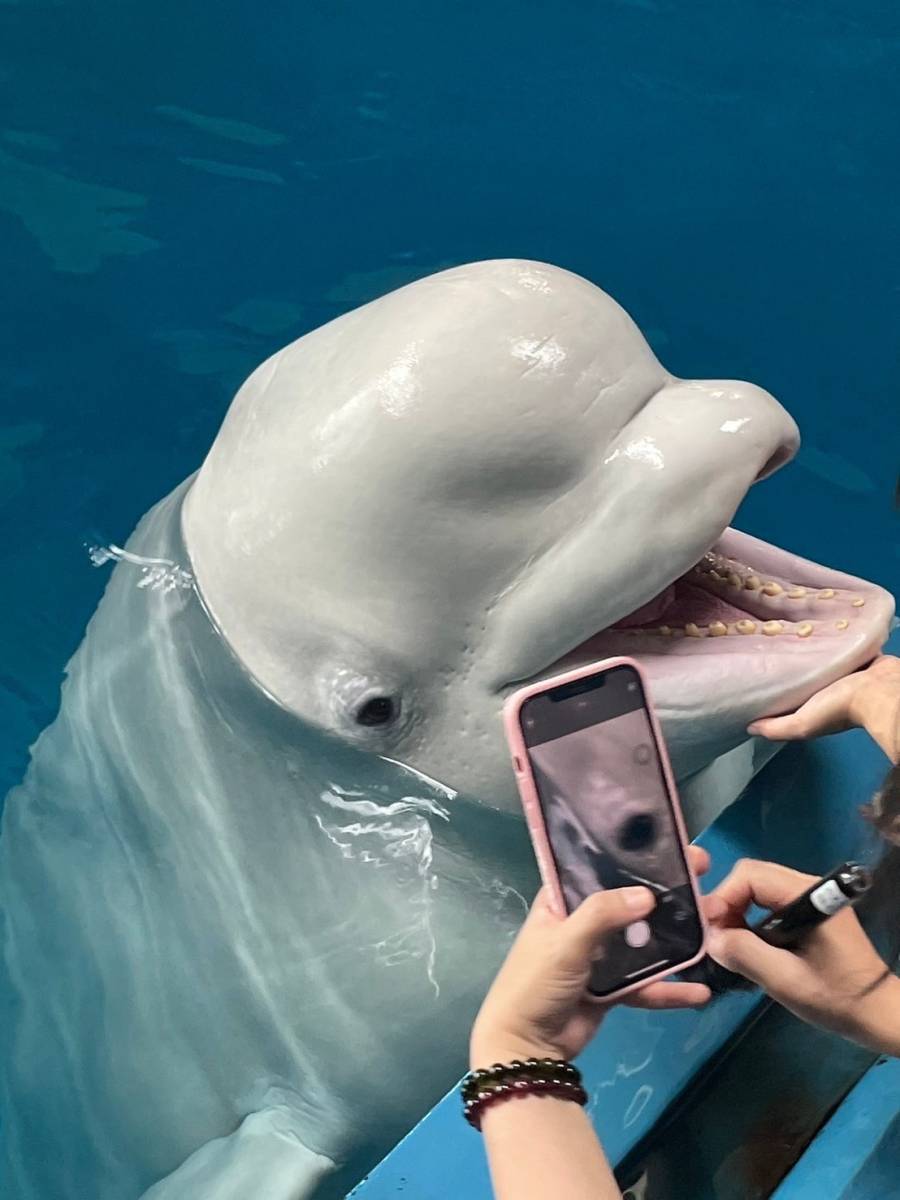 屏東海生館迎接海豹換毛期 海洋生物眼睛健康成焦點 打造海洋片單 推限時超值優惠
