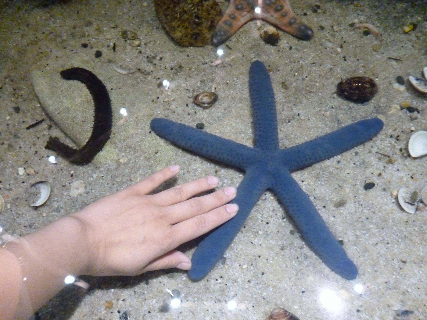 派大星高知名度 海生館藍指海星也受寵