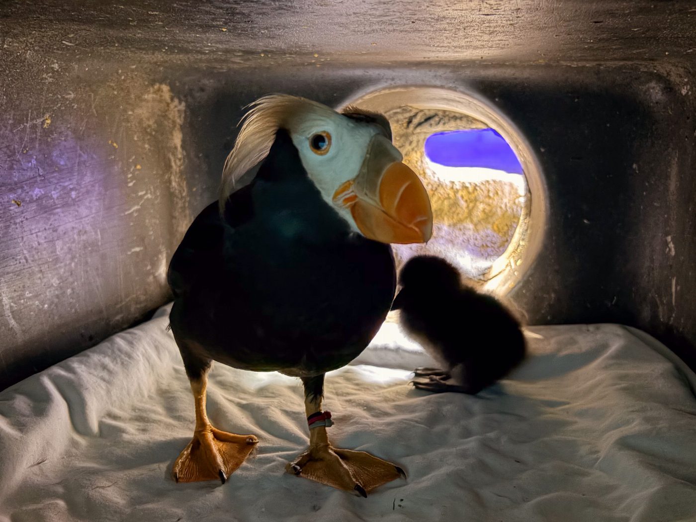 (圖)鳳頭海鸚鵡和鳳頭海鸚鵡寶寶 (圖)鳳頭海鸚鵡和鳳頭海鸚鵡寶寶