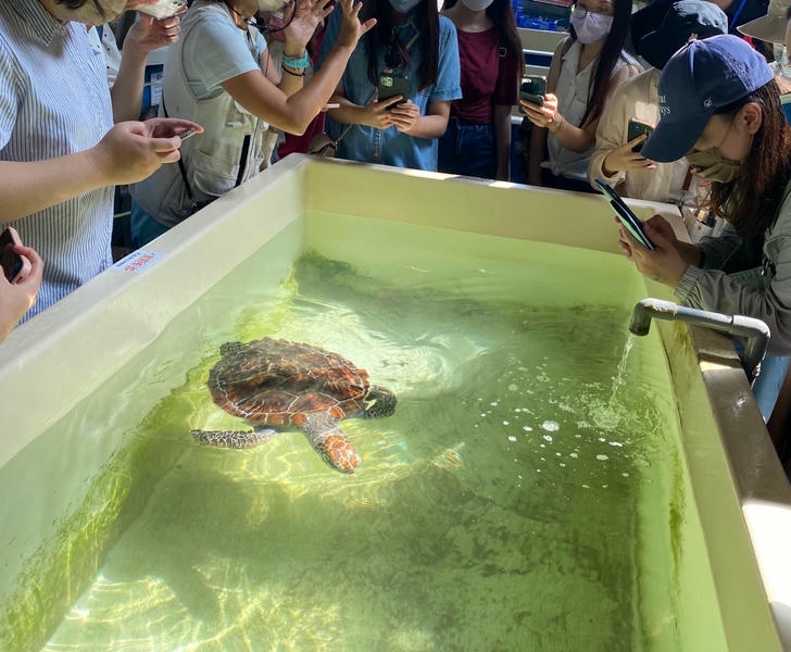 夜宿海生館推出2025全新行程「後場揭密」 走進神秘水族實驗中心探訪海龜！ 維格餅家聯名活動登場 跟著鯊寶一起夜宿海生館！