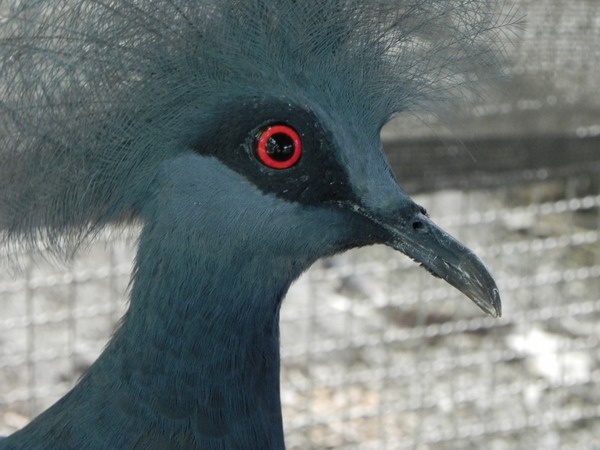 南元農場11月認識鳥類新朋友，Happy Bird's Day 快樂鳥日子三部曲