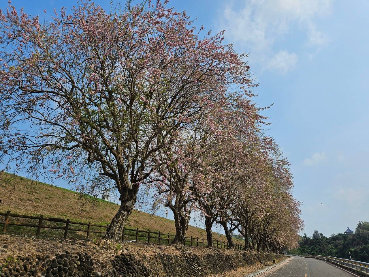 2024年烏山頭水庫賞花季暨大圳之路騎車趣活動   美麗的約定-香榭大道南洋櫻已盛開