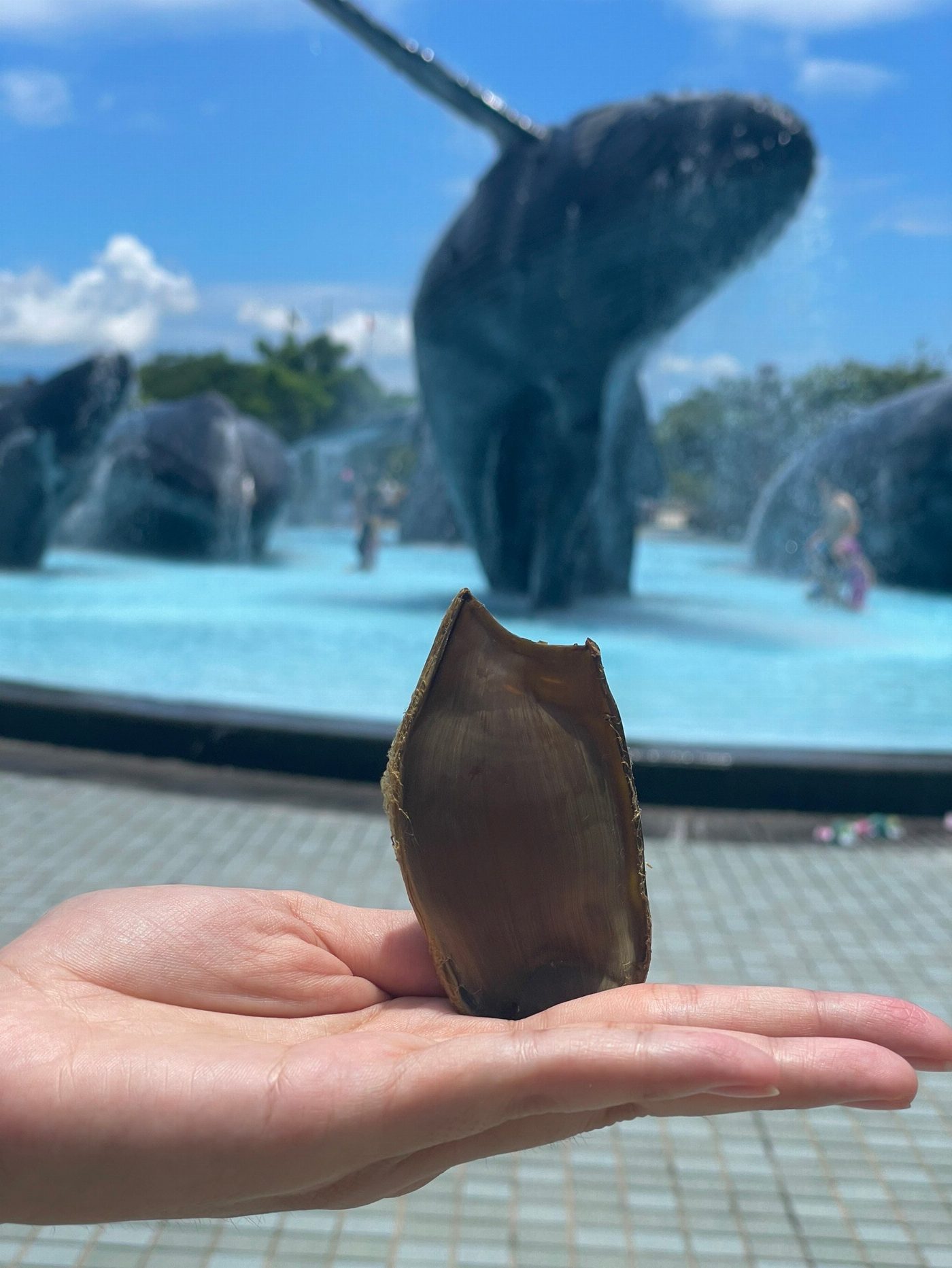 屏東海生館端午節飼育員特製粽子引起魚兒搶食 端午連假邀民眾入館共同響應拿好禮