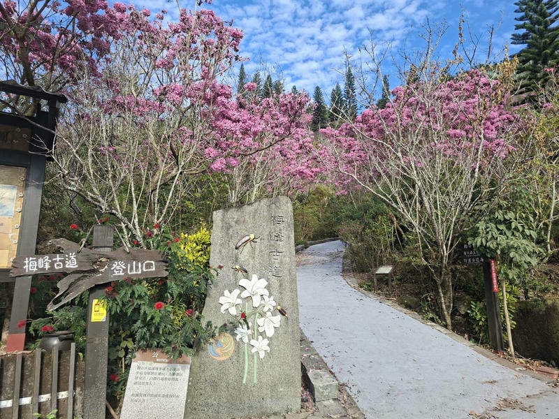 梅嶺梅峰古道紫牡丹盛開，邀民眾春遊楠西登山賞花