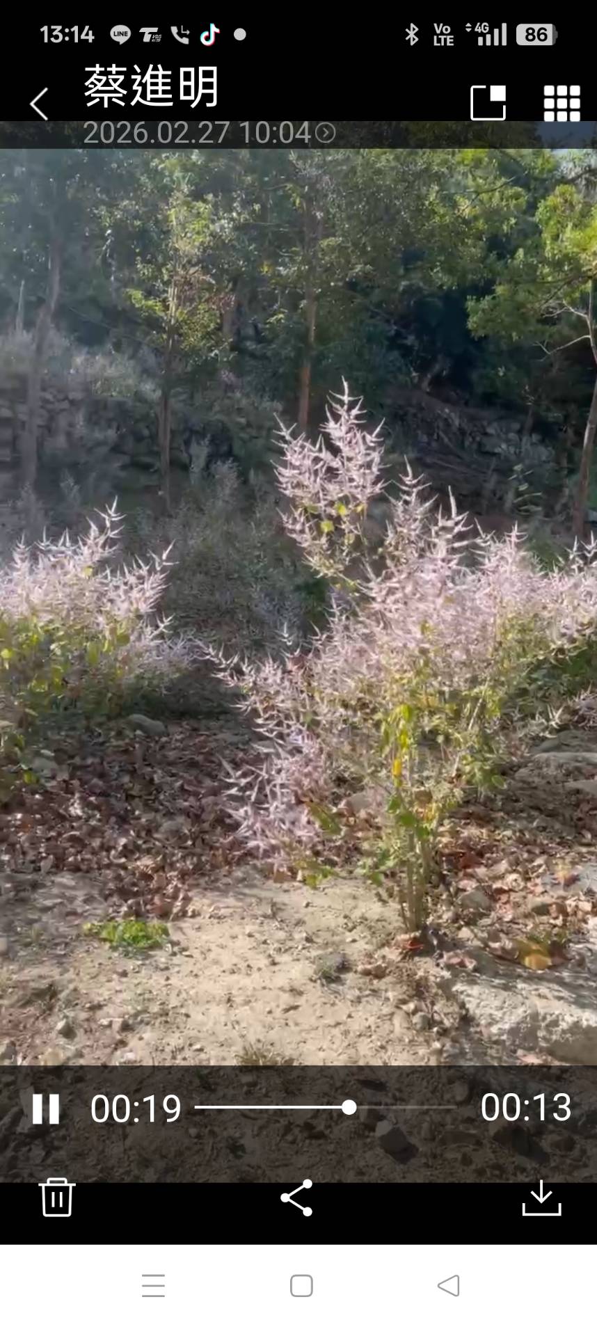 228連續休假. 去那裡踏青野遊？ 南化烏山厚德紫竹寺及烏山步道是不错選擇. 尤其. 寺後整片的 麝香花旗木正盛開
