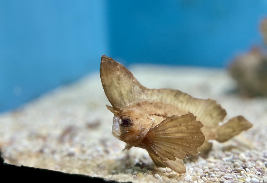 不想努力了？ 屏東海生館「濟公魚」模擬枯葉的躺平模樣吸引目光