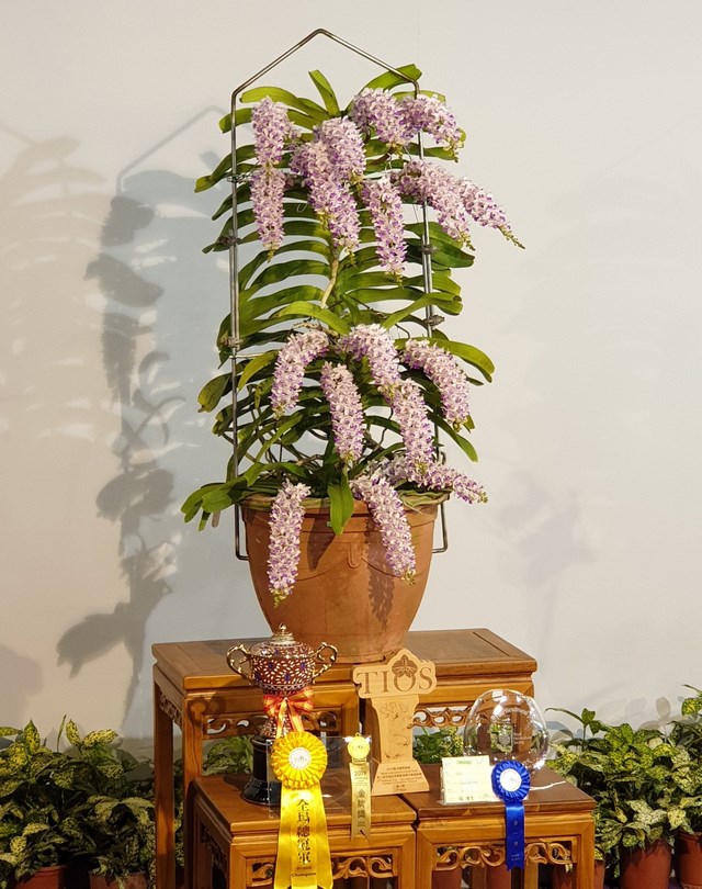 ‘鼠’不盡的蘭花～鼠年吉祥百‘蘭’開 2020臺灣國際蘭展即將登場