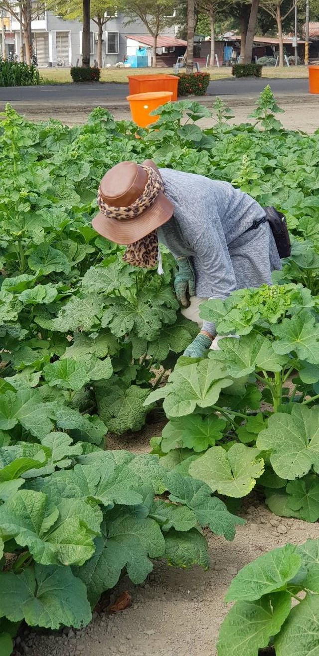 學甲蜀葵花文化節吸引各地人潮 幕後英雄台南地檢署易服勞動役人員受肯定