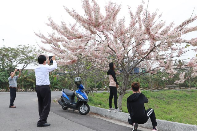 中華醫事科大華醫湖畔花旗木花開滿枝頭 有如點綴大自然花傘美麗極了