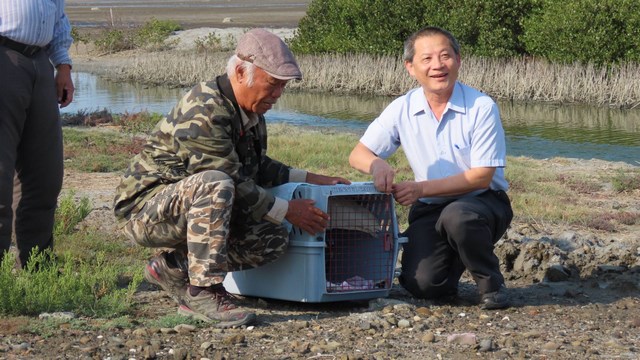台南七股頂山賞鳥亭野放1隻編號「T94」黑面琵鷺過程溫馨令人難忘
