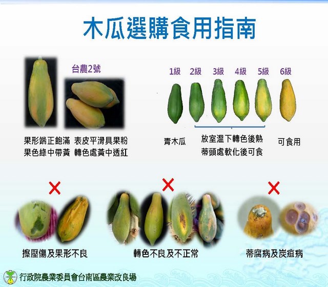 營養滿分的水果-選木瓜就對了