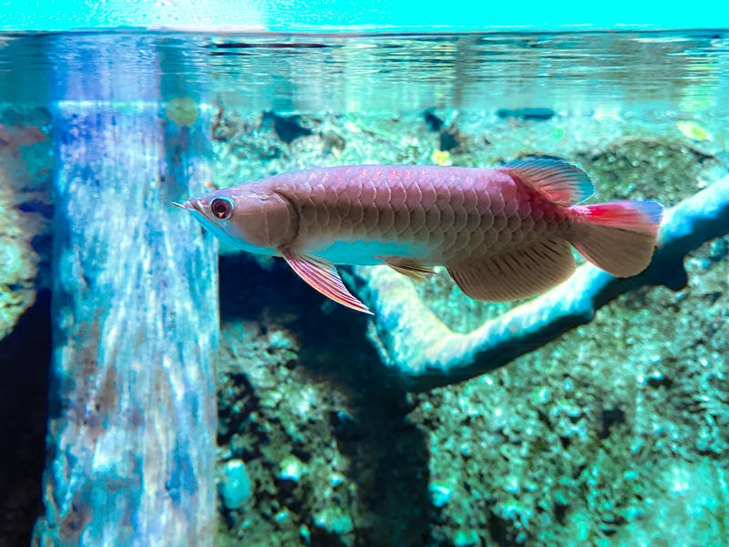 屏東海生館亞洲龍魚的紅藍配色如國旗，陪民眾歡度國慶日