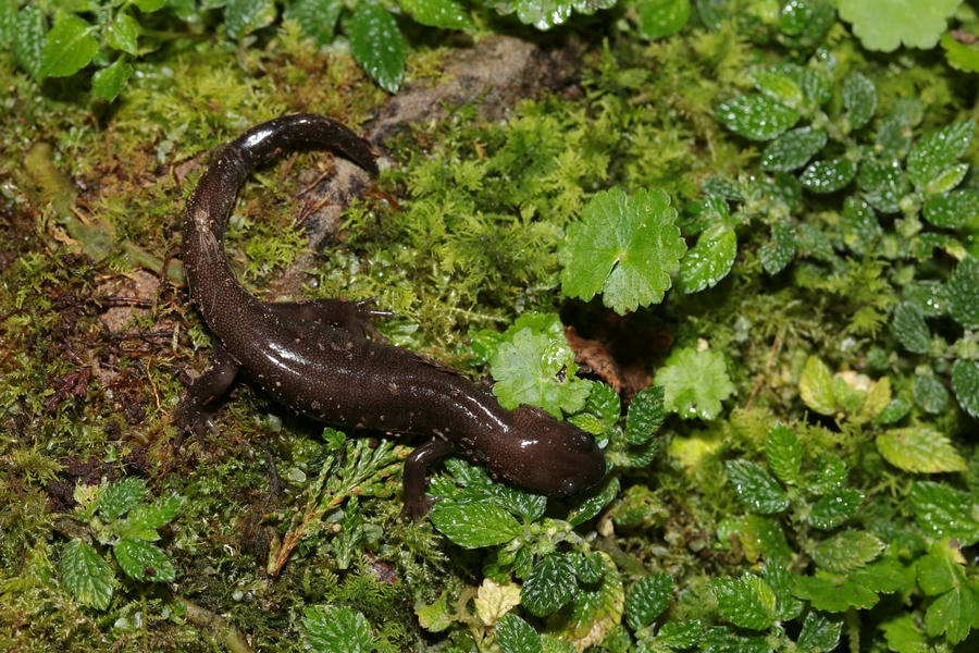 林業署山椒魚特展驚艷登場 揭開孑遺生物的神祕面紗