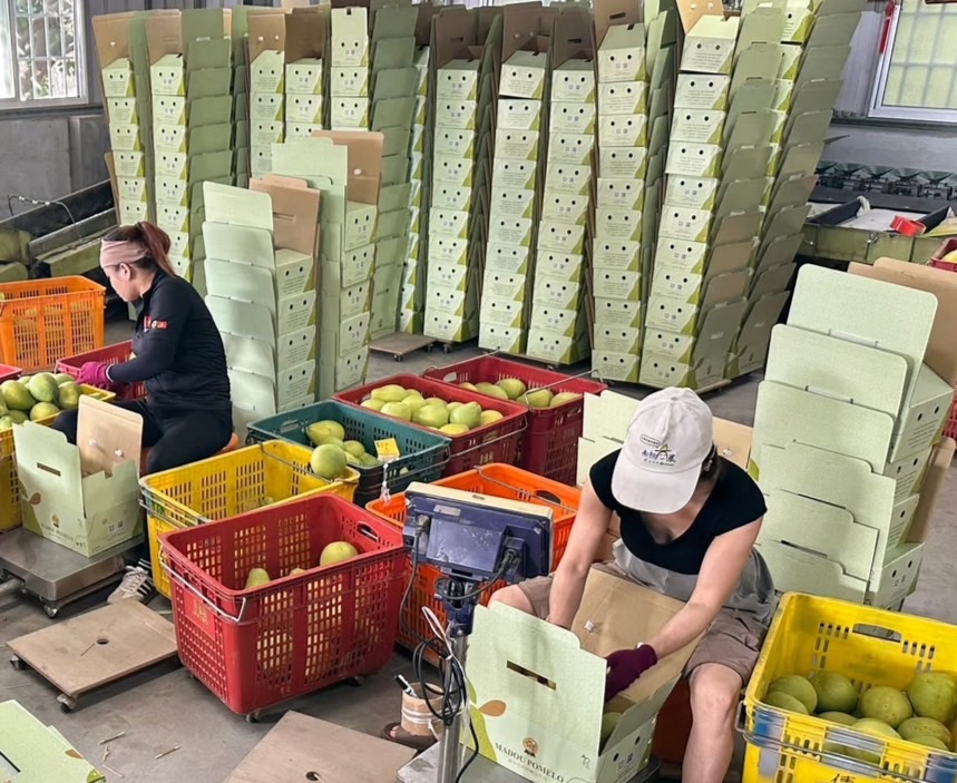 台南麻豆文旦登陸新加坡 中秋成為最佳伴手禮選擇