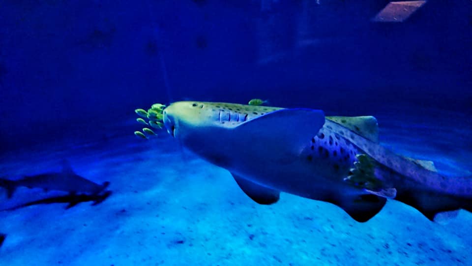 屏東海生館展缸內驚見塑膠袋？ 原來鯊魚媽媽生產大業就靠「它」