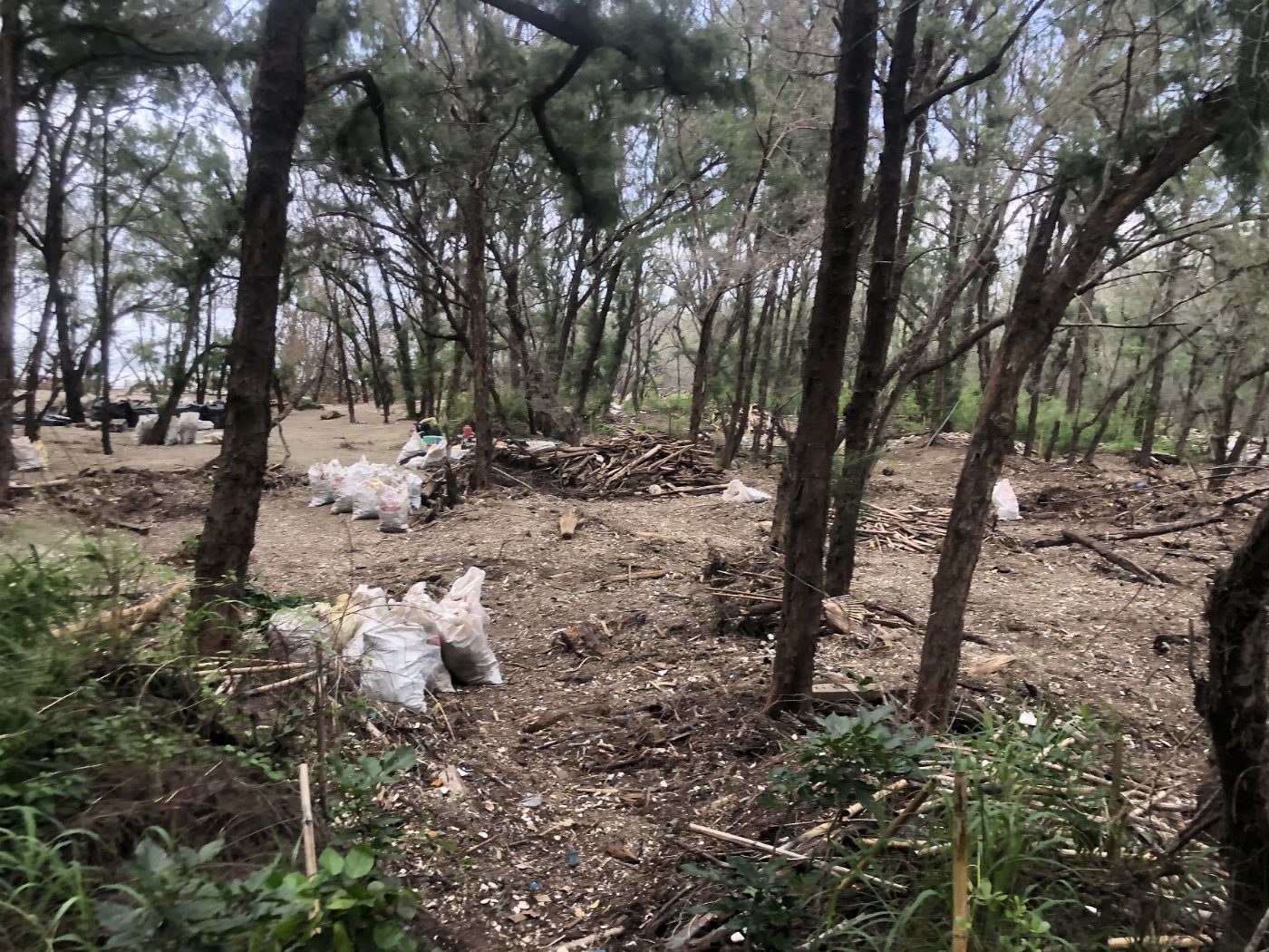 台江國家公園網仔寮沙洲步道區災後持續完成   南側步道區清理 8月18日開放進入