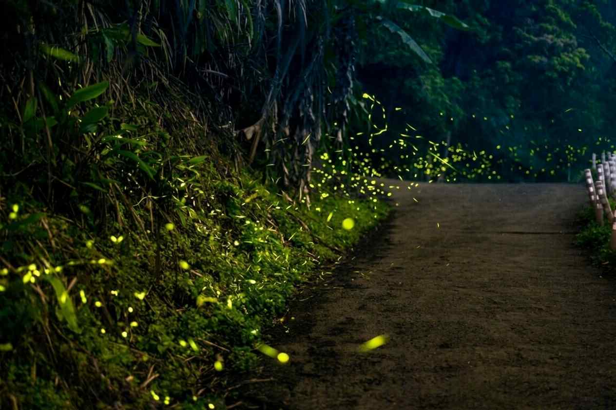 凱撒趣淘漫旅台南攜手Parakito法國帕洛「閃亮燈場」  邀親子到西拉雅國家風景區尋找螢火蟲