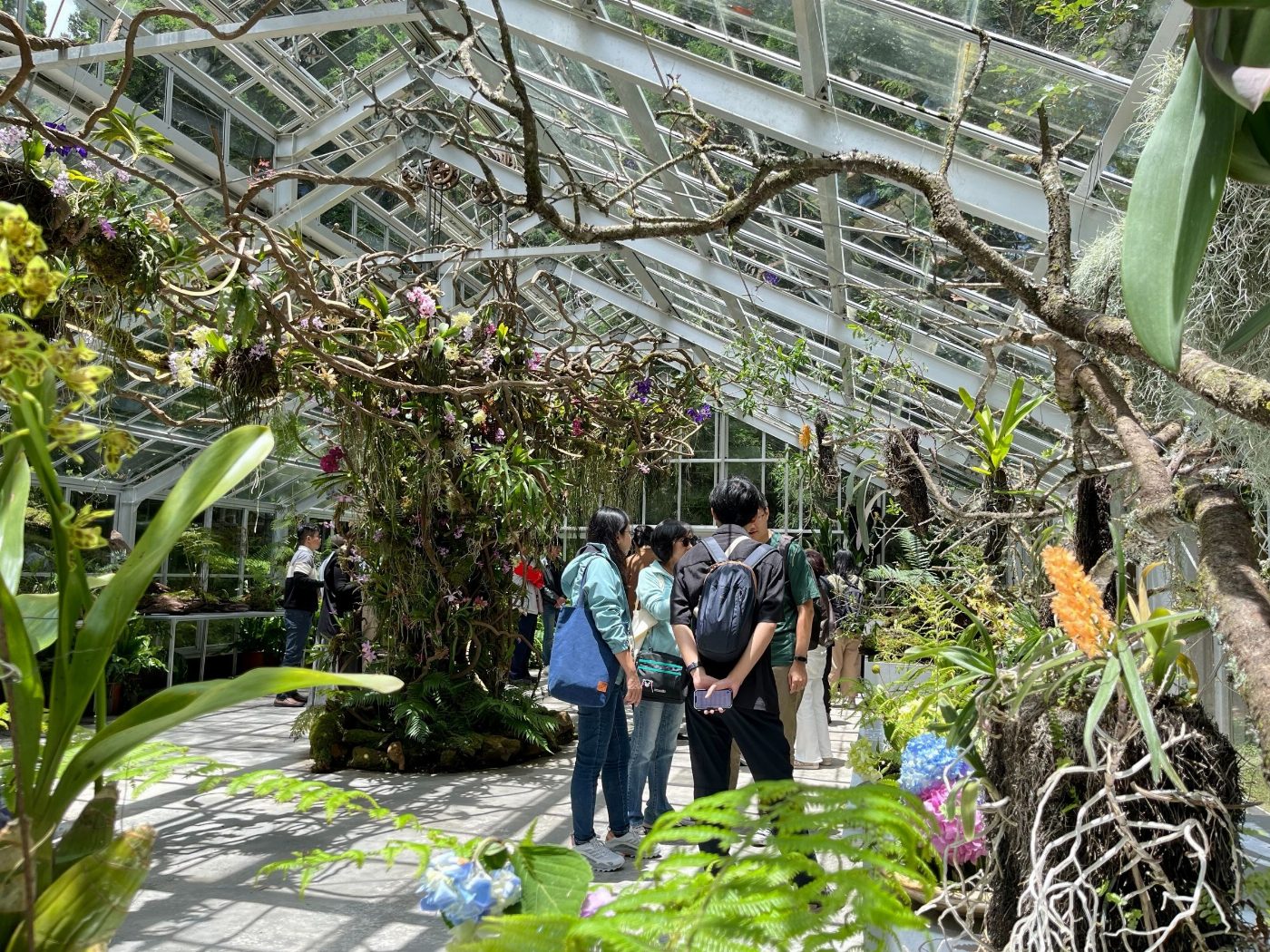「浮光界」溫室內種植多種以「阿里山」為名的植物,遊客可近距離觀察各類高山植物特徵 (1) 「浮光界」溫室內種植多種以「阿里山」為名的植物,遊客可近距離觀察各類高山植物特徵 (1)