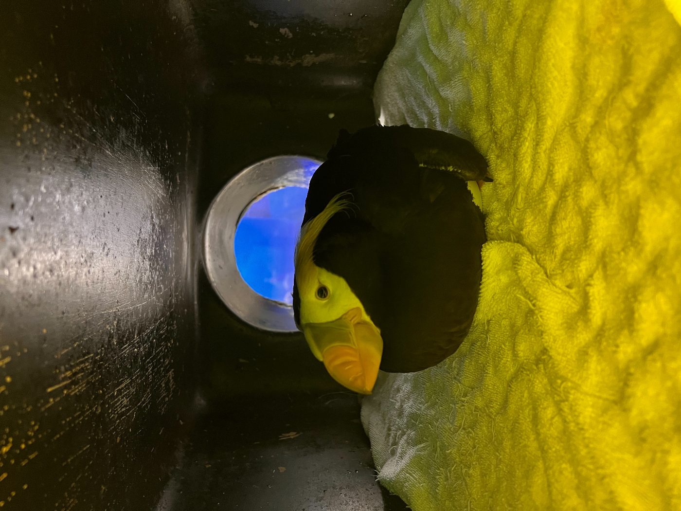 一生一世的命定邂逅 屏東海生館鳳頭海鸚鵡為即將到來的愛情做準備！