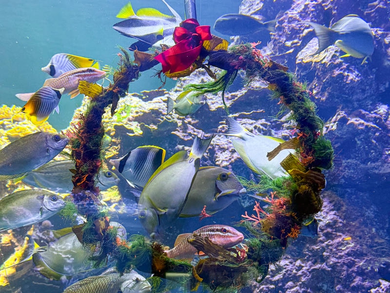 屏東海生館海洋聖誕味濃厚 水下聖誕花圈吸引魚兒搶食 海中雪花朵朵綻放 仙后水母夢幻現身海生館