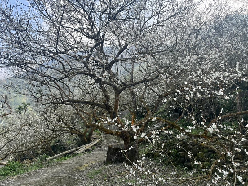 楠西梅嶺梅花大爆發