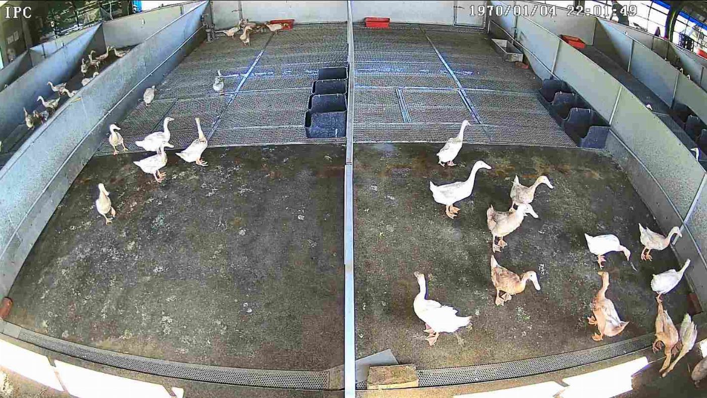 全方位種禽智慧方案 畜產試驗所水禽產業數位化與友善飼養