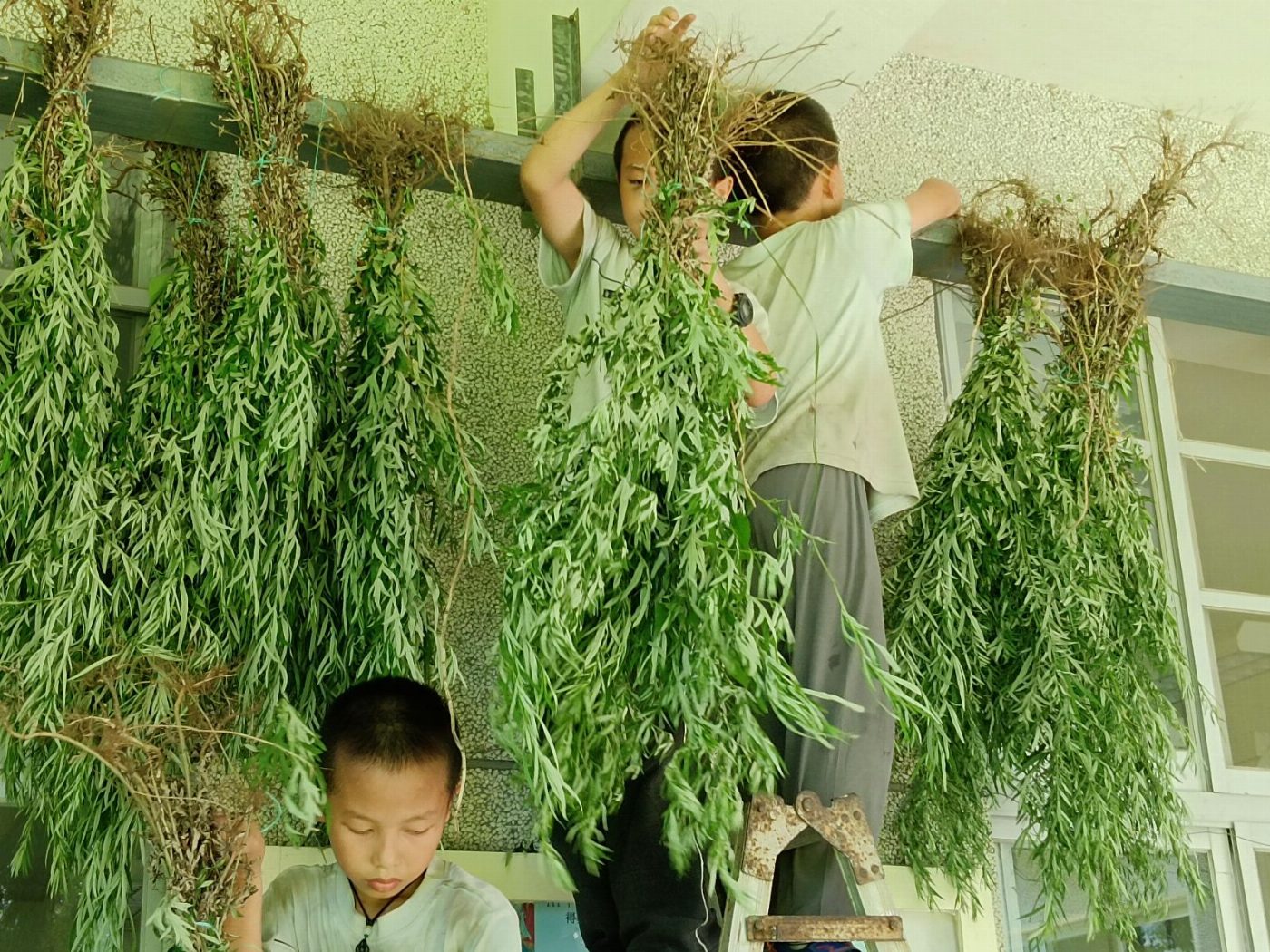 福智國小藥草園結合四季養生保健課程 學童端午採收艾草傳承中醫智慧