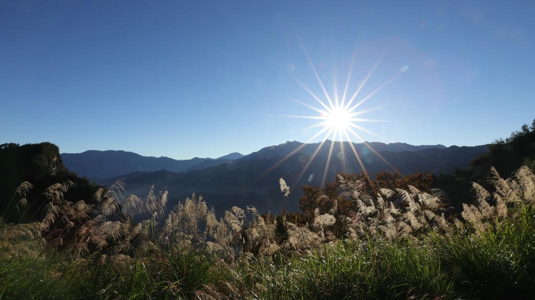 日頭赤炎炎 來阿里山國家森林遊樂區涼快一夏