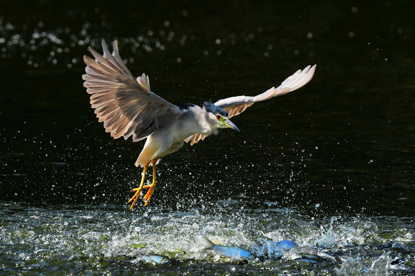 2022年群英飛羽世界野鳥攝影聯展台南多位攝影家參展南北交流共襄盛舉
