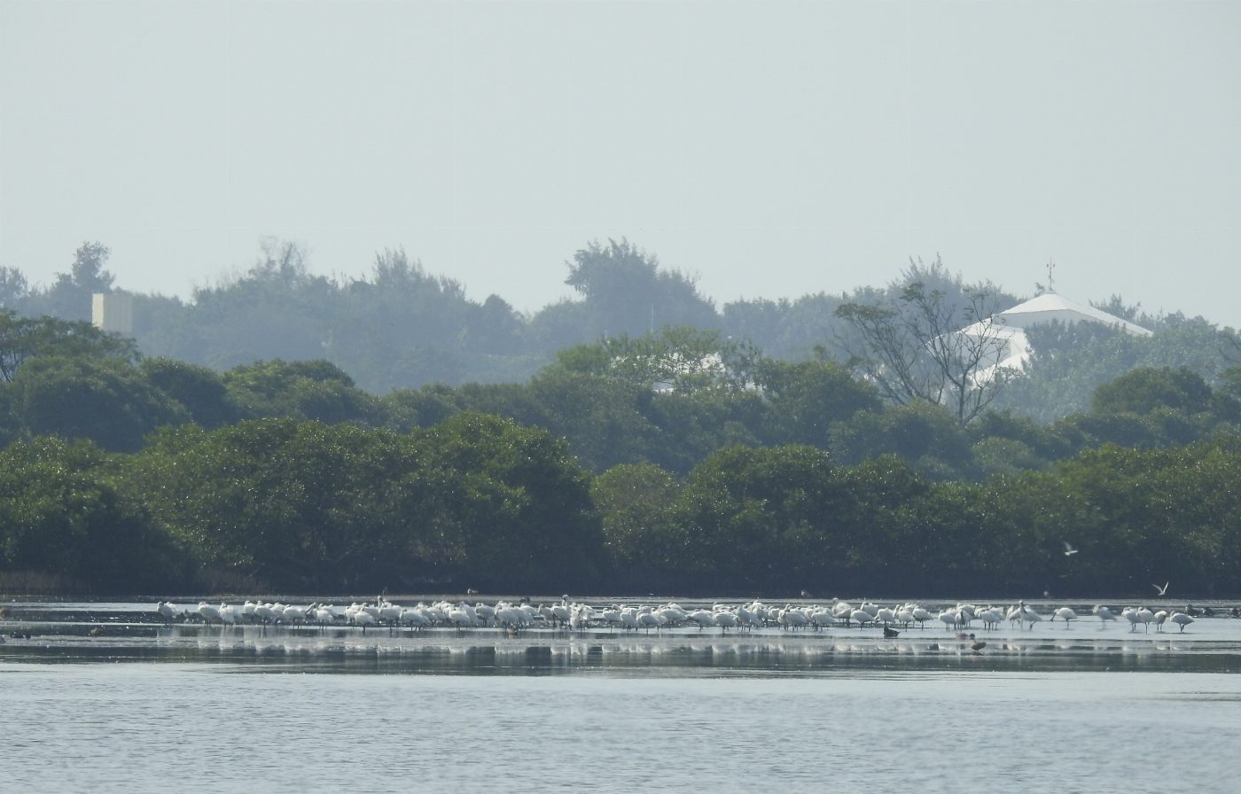 台江國家公園生態即時影像直播，在家就能看黑琵