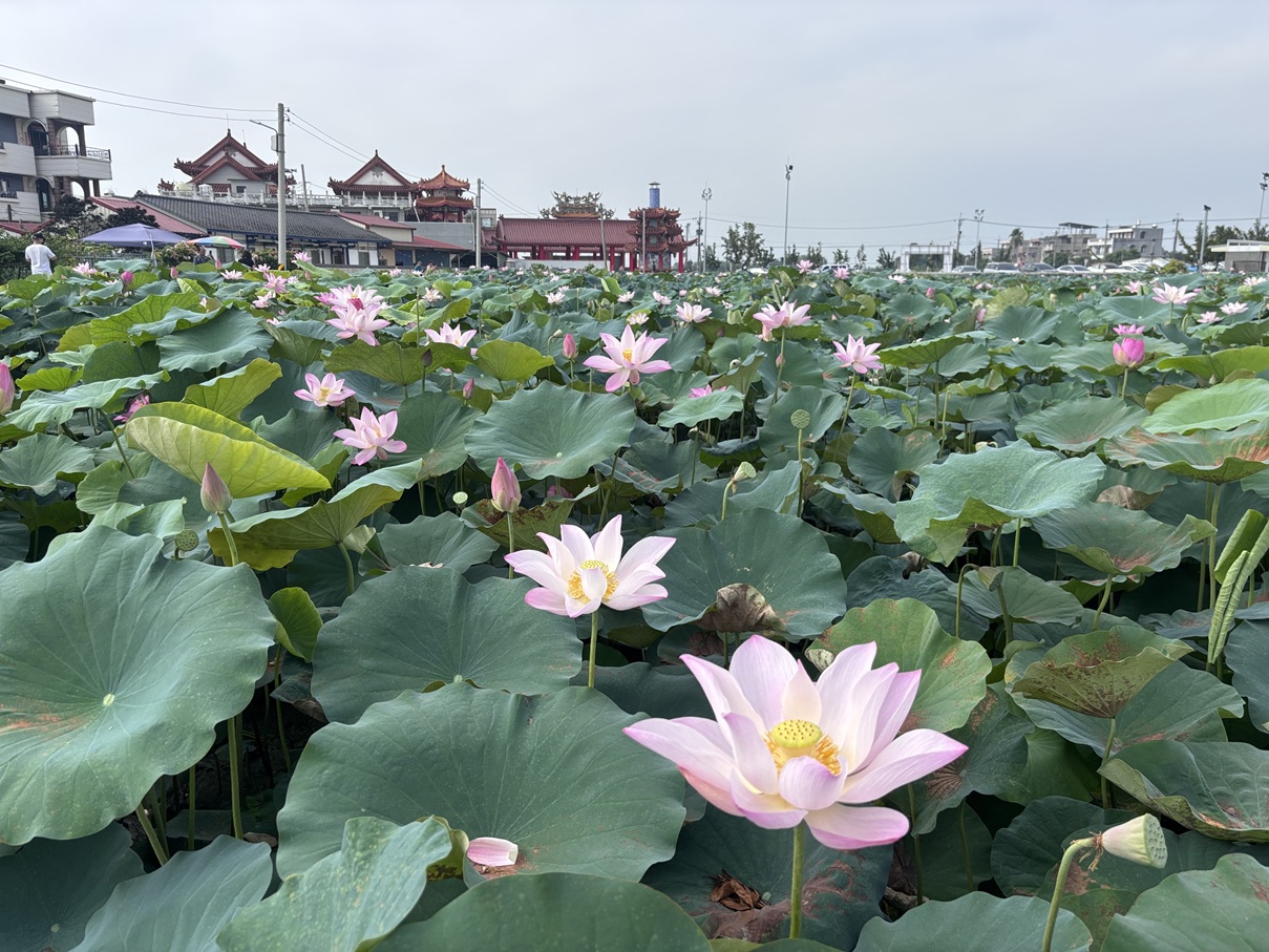 端午遊臺南最精彩！賞蓮、看龍舟、逛市集 夏日限定活動接力登場