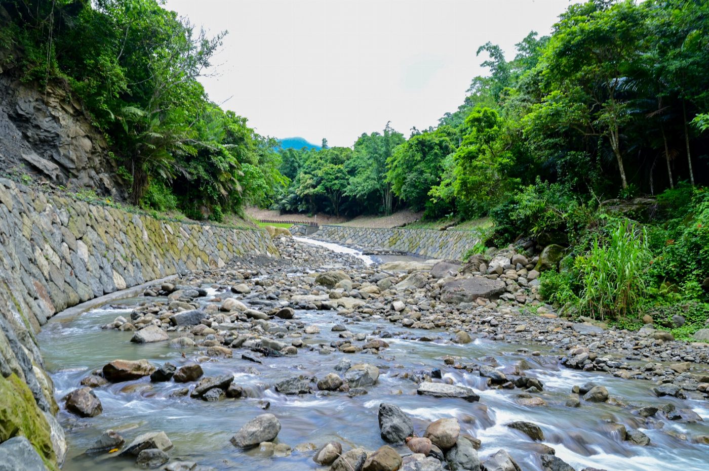 白水溪河岸撒播開卡蘆　實現河川生態永續