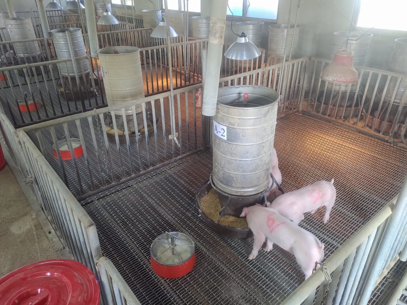 豬寶寶的成長秘訣：營養策略報你知