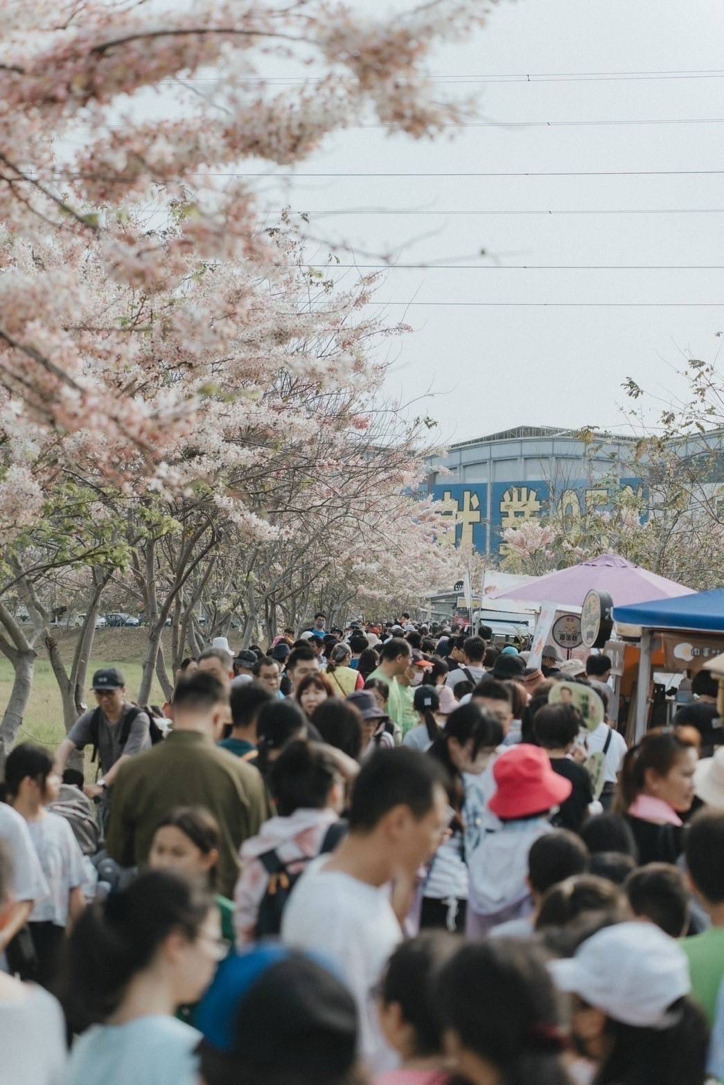 清明連假來台南，體驗春季賞花趣