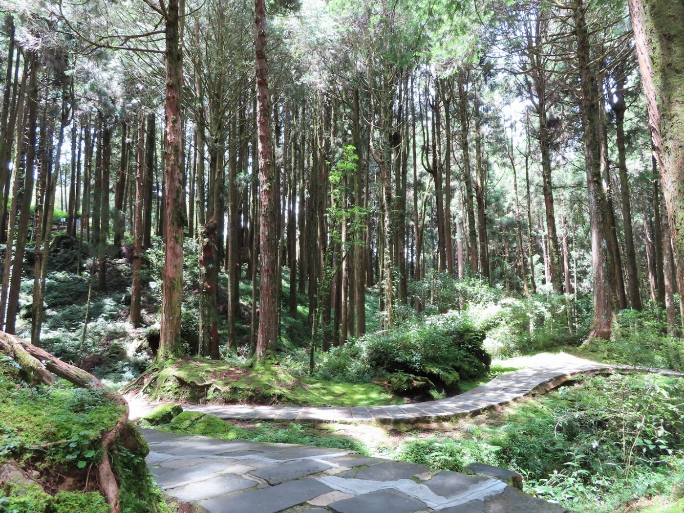 阿里山國家森林遊樂區姊妹潭步道 19日起部分封閉施工