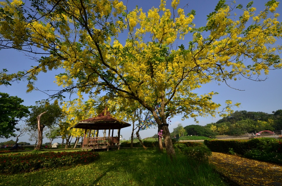 臺南住宿點數秒殺！觀旅局預告5月再加碼 與花季賞花拍照樂趣同享