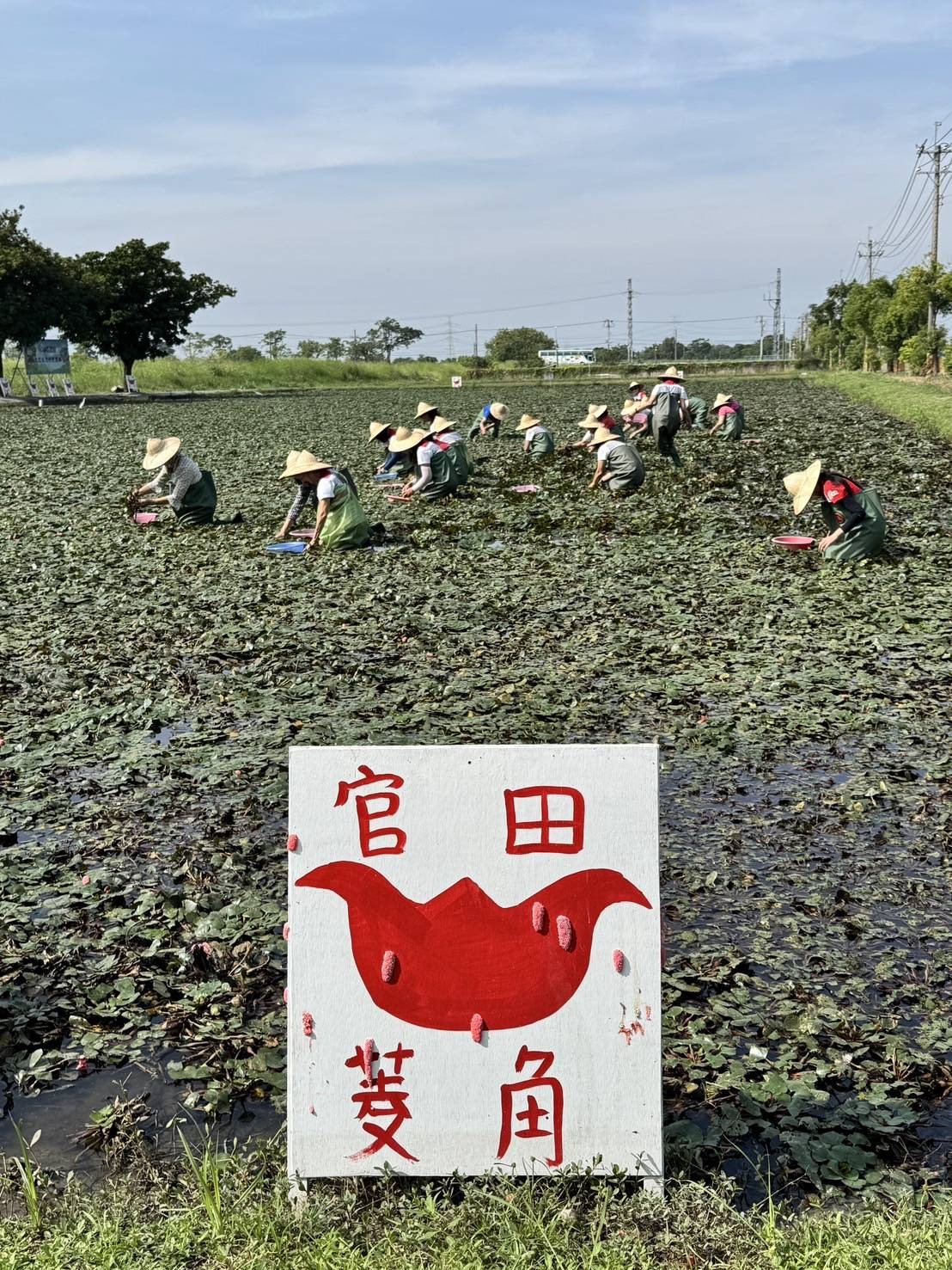 官田菱角 嚐鮮菱角正當時