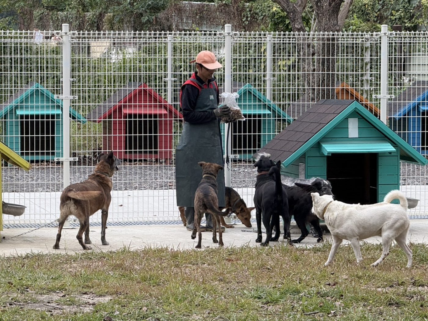 毛孩森活村展現人犬共融新模式 首隻犬隻成功認養 