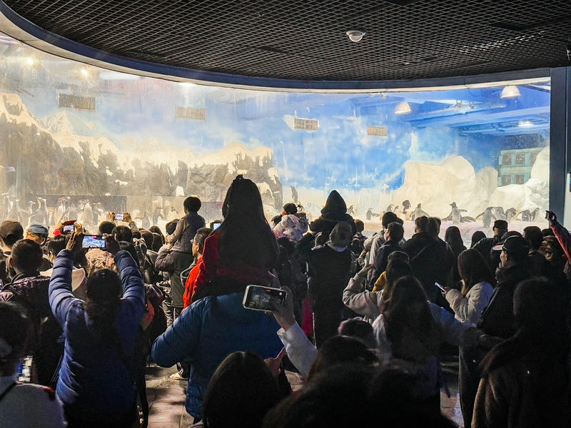 屏東海生館飼育員特別為館內海洋生物準備豐盛食物，一起迎接金蛇年