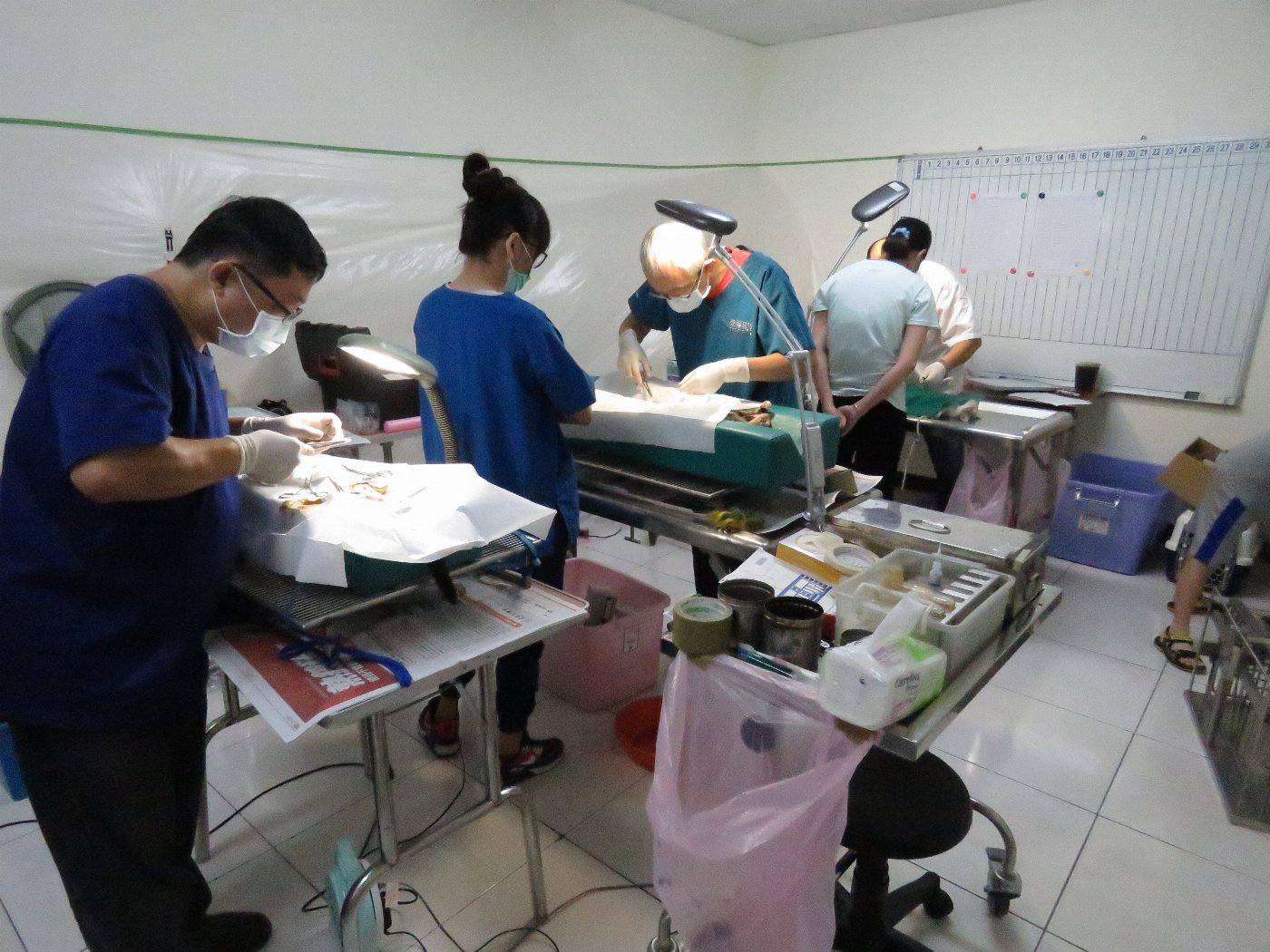 不絕育恐挨罰！臺南推動犬貓絕育補助　 守護毛孩健康、減少流浪更安心
