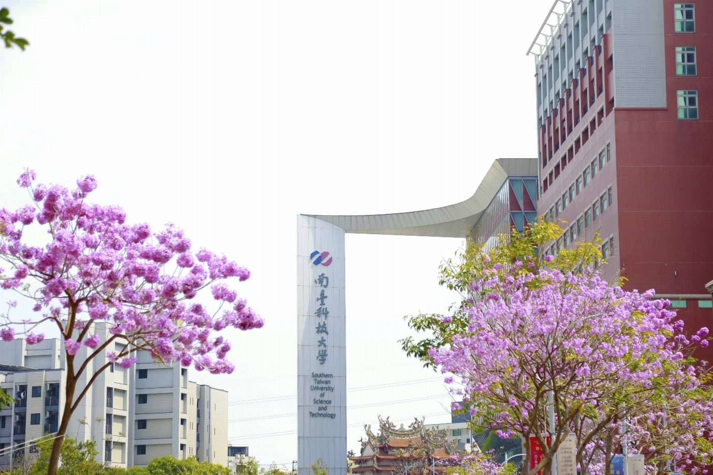  春暖花開南臺科大百花爭妍  風鈴木花海爆發 吸引師生駐足觀賞