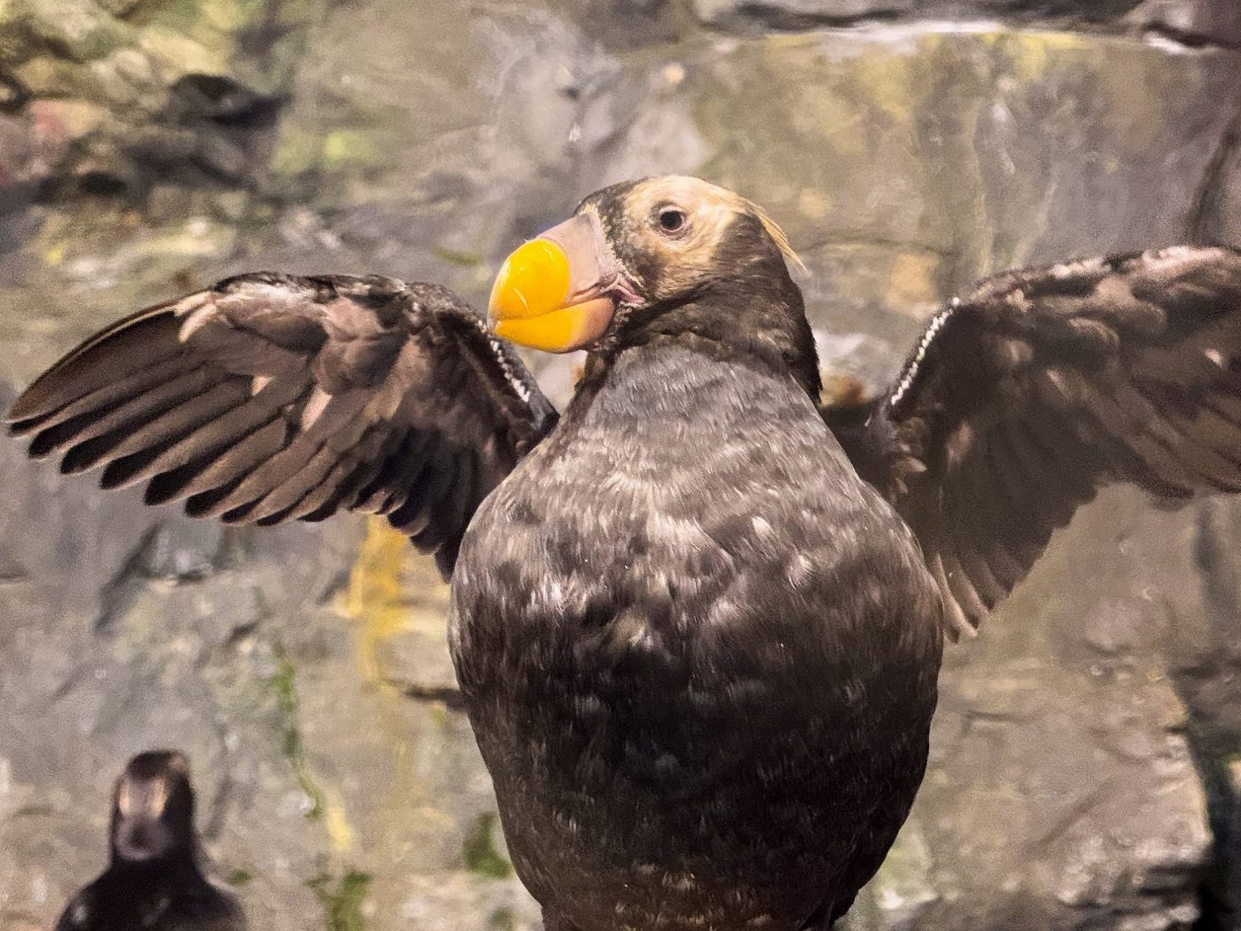 迎接繁殖季！屏東海生館鳳頭海鸚鵡即將為愛變身