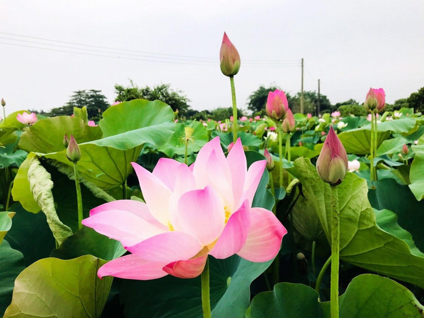 白河蓮花秘境賞荷、嚐蓮子大餐