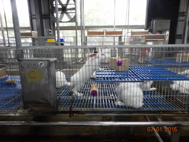 國內養兔模範生畜試所兔舍，推廣優質試驗用兔