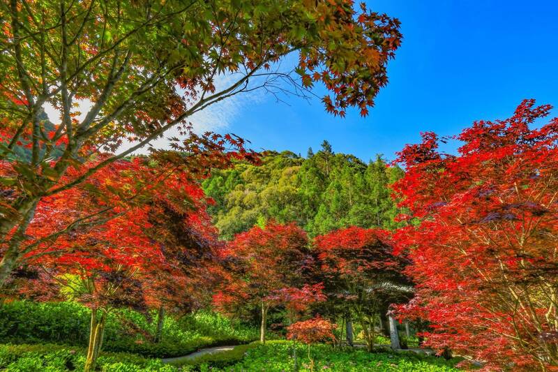 杉林溪園區：春日繡球花與紫葉楓共舞 火紅景象盪盪燦燦