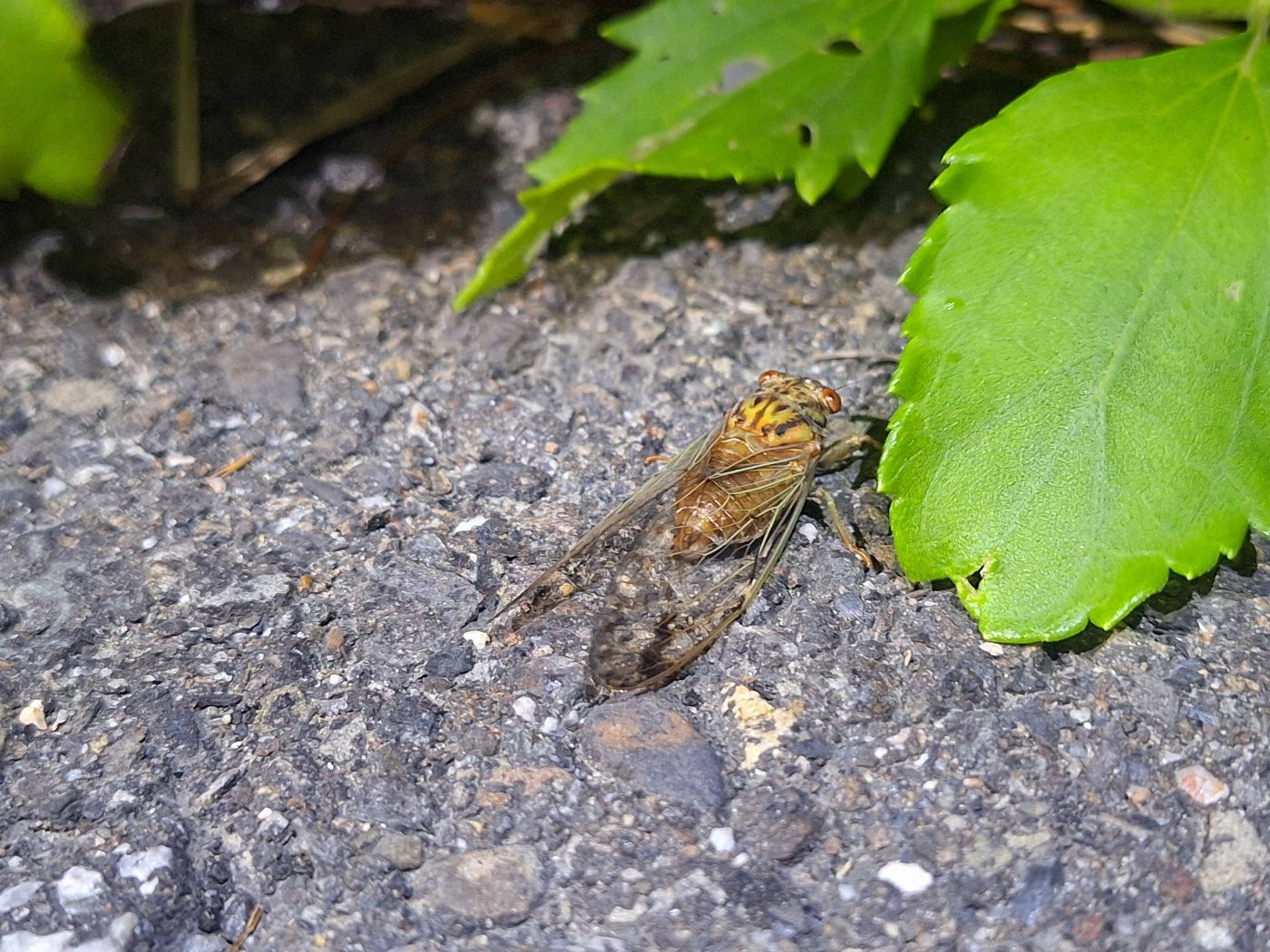 國家公園署台江處台江夏季遊程 蟹逅蟬鳴—台江夏夜嘉年華