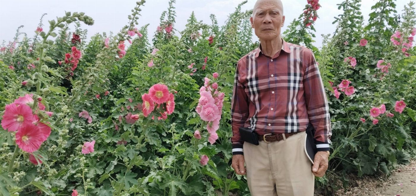 學甲蜀葵花文化節邁入第12年 3月15日美麗開幕 邀請遊客遊賞繽紛花海
